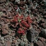 Mesembryanthemum crystallinum Feuille