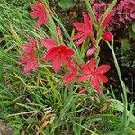 Hesperantha coccinea Flower