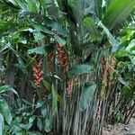 Heliconia pendula आदत