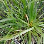 Lomandra insularis Costuma