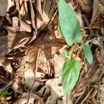 Aristolochia serpentaria Folha