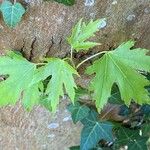 Acer × freemanii পাতা