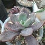 Pachyphytum kimnachii Leaf