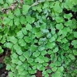 Adiantum capillus-veneris Leaf