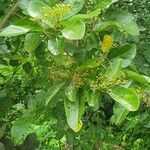 Premna serratifolia Flower