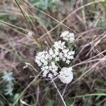 Pimpinella saxifragaКветка