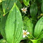 Tricyrtis formosana Hoja