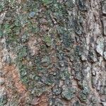 Warburgia ugandensis 树皮