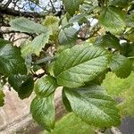 Crataegus crus-galli Blad