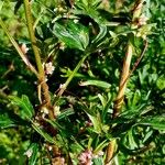 Cuscuta europaea Habit