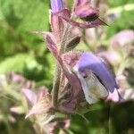 Salvia sclarea Flower