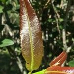 Ochna natalitia Leaf