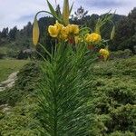 Lilium pyrenaicum Lorea