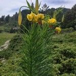 Lilium pyrenaicum Цвят