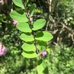 Robinia hispida 葉