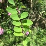 Robinia hispida Leht