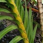 Grammatophyllum speciosum Blad