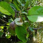 Malus domestica Blad