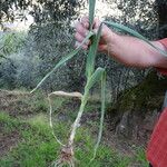 Allium porrum Leaf