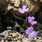 Malcolmia flexuosa Blüte