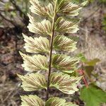 Asplenium stuhlmannii Leaf