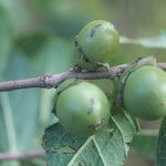 Diospyros acapulcensis Vrucht