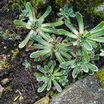 Saxifraga hostii Likasa