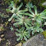 Saxifraga hostii Leaf