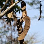 Anthonotha macrophylla Fruit