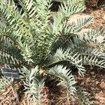 Encephalartos horridus Folha