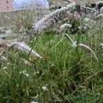 Sanguisorba alpina Lorea