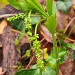 Mercurialis perennis Fruto