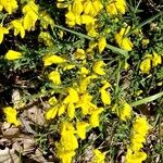 Cytisus decumbens Hábito