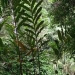 Wallichia oblongifolia Blatt