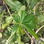 Cordia americana Leaf