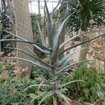 Aloe divaricata Habitus