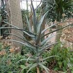 Aloe divaricata Habit