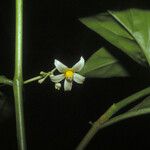 Solanum oppositifolium Flor