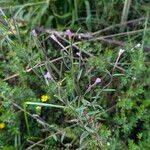 Epilobium palustre ശീലം