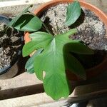 Rhaphidophora tetrasperma Leaf