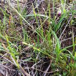 Festuca microstachys ᱛᱟᱦᱮᱸ