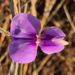 Vigna frutescens Blüte
