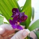 Spathoglottis unguiculata Flower