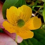 Ranunculus montanus Floare