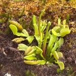 Dionaea muscipula Habit