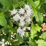 Ageratina havanensis Blüte