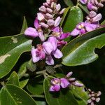 Securidaca diversifolia Blomma