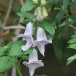Ceratotheca triloba Flower