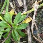 Draba verna Leaf