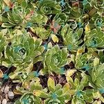 Saxifraga hostii Likasa